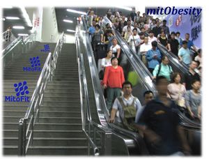 MitObesity-escalator.jpg