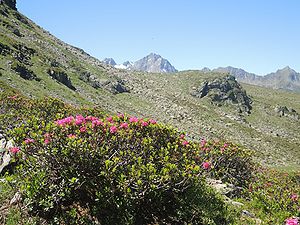 Beautiful alpine roses, a typical vegetation in this alpine area.